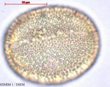 Oxalis mollissima - lame n° 29449